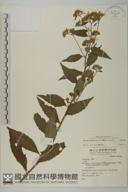 山白蘭藏品圖，第1張