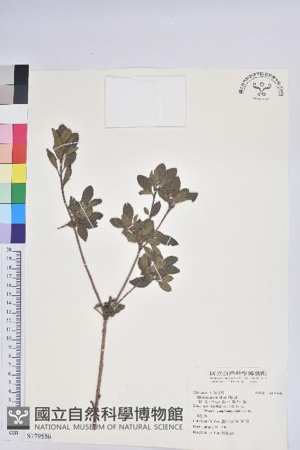 唐杜鵑、大屯杜鵑、中原氏杜鵑藏品圖，第1張