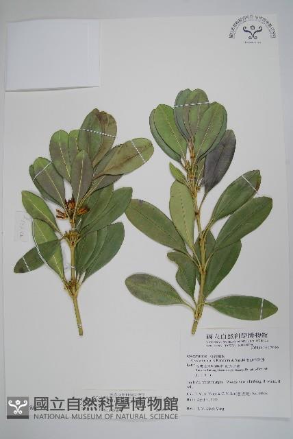 蘭嶼念珠藤藏品圖，第1張