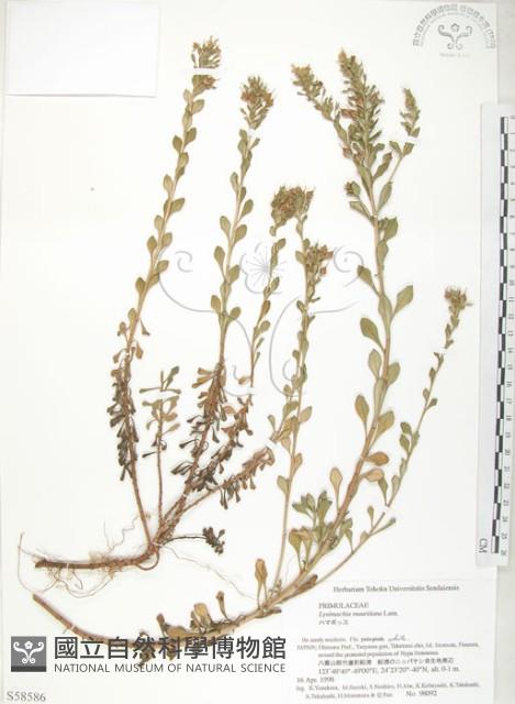 茅毛珍珠菜藏品圖，第1張