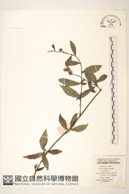 紫毛千里光藏品圖，第1張