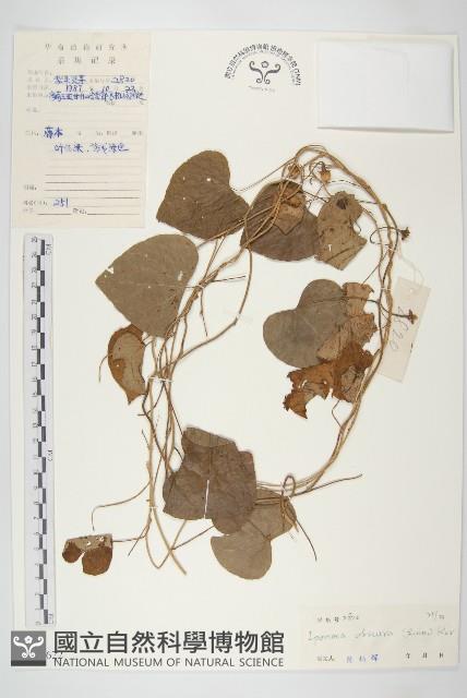 野牽牛藏品圖，第1張