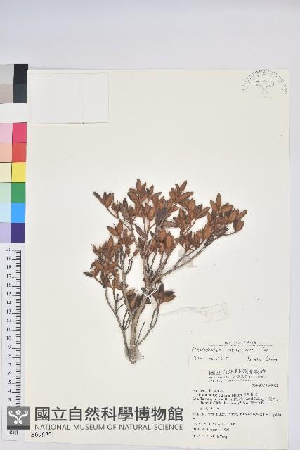 紅毛杜鵑藏品圖，第1張