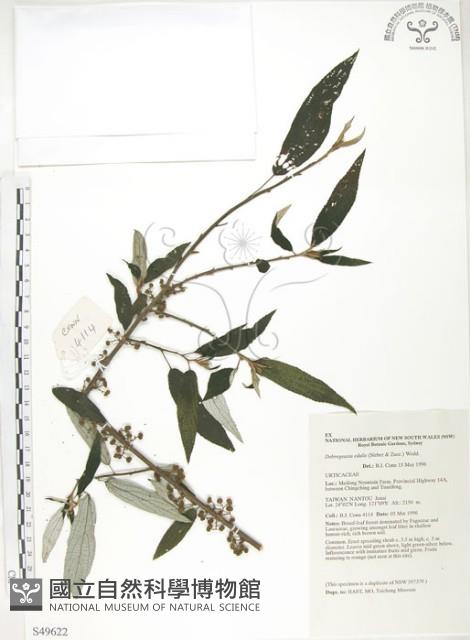 水麻藏品圖，第1張