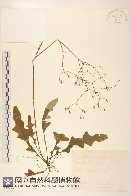 刀傷草藏品圖，第1張