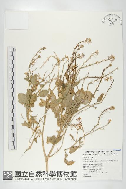 濱萊菔藏品圖，第1張