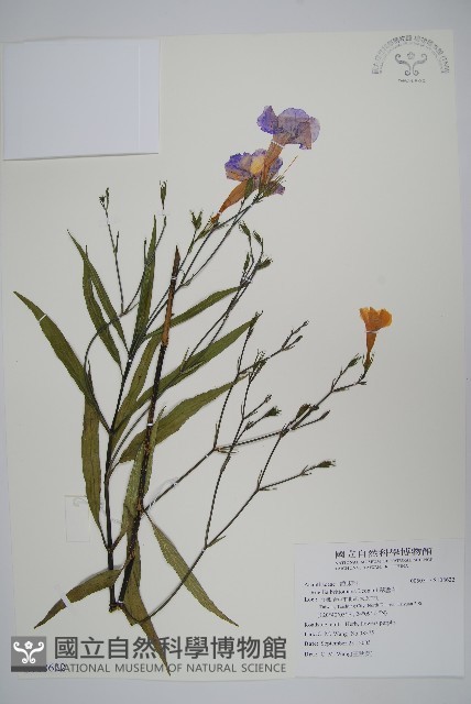 翠蘆莉藏品圖，第1張