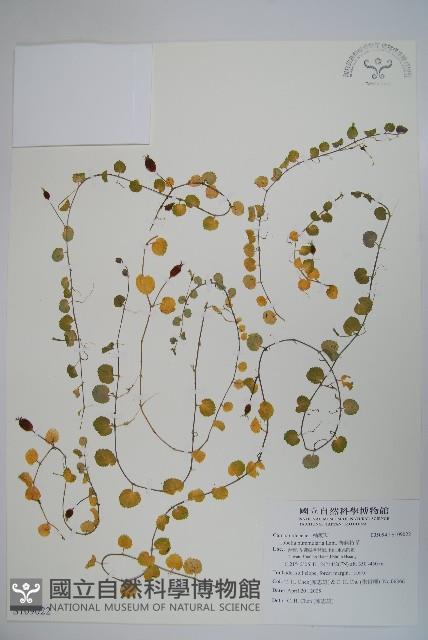 普刺特草藏品圖，第1張