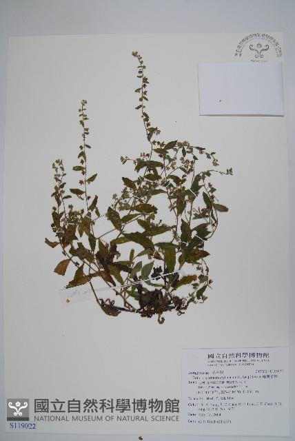 細纍子草藏品圖，第1張