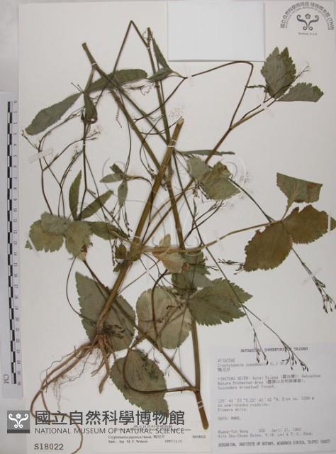 鴨兒芹藏品圖，第1張