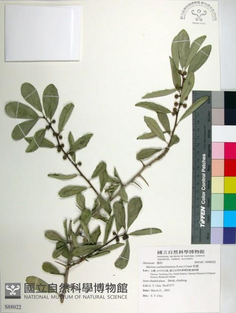 柘樹藏品圖，第1張