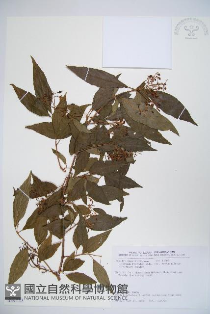 狹葉莢迷藏品圖，第1張