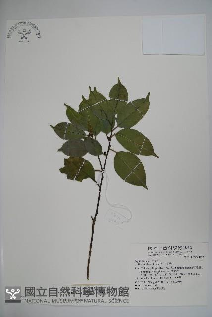 臺灣糊樗藏品圖，第1張