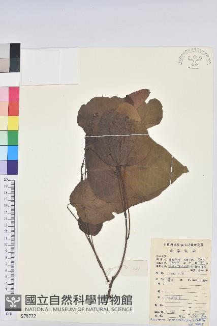 紅背山麻桿藏品圖，第1張