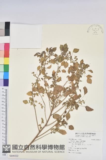 印度鐵莧藏品圖，第1張