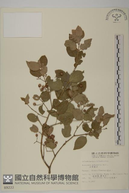 刺果衛矛藏品圖，第1張