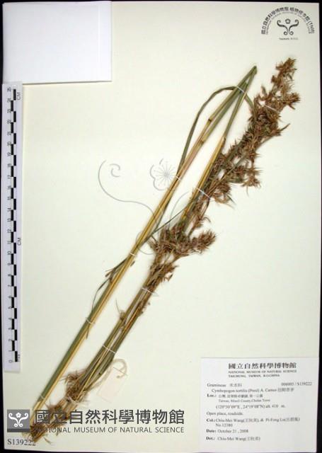 扭鞘香茅藏品圖，第1張