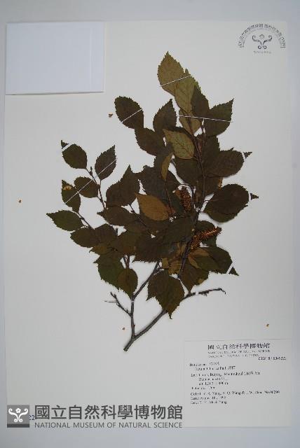 黑樺藏品圖，第1張