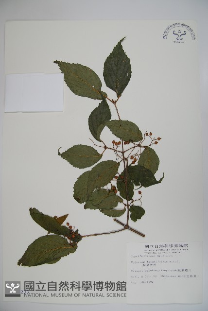 樺葉莢迷、玉山莢迷藏品圖，第1張
