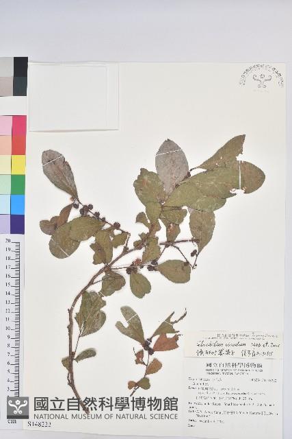 倒卵葉算盤子藏品圖，第1張