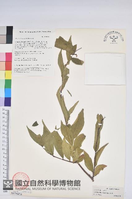 草沉香藏品圖，第1張