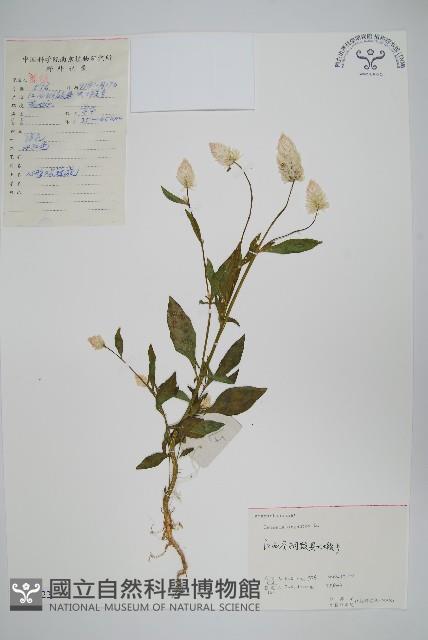 青葙藏品圖，第1張