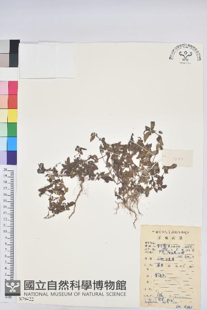 乳仔草藏品圖，第1張