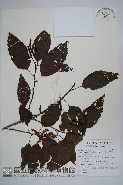 臺灣赤楊、臺灣榿木藏品圖，第1張