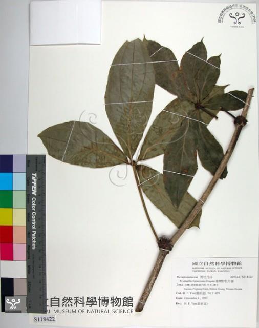 臺灣野牡丹藤藏品圖，第1張