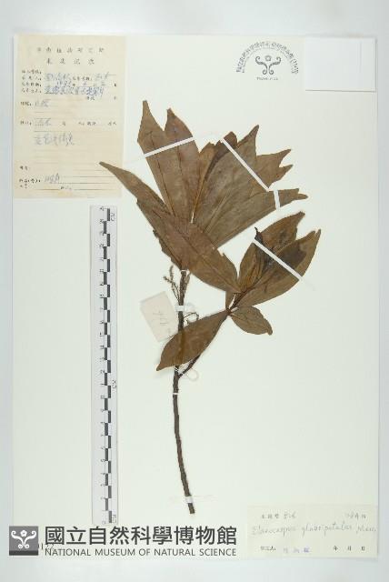 禿瓣杜英藏品圖，第1張