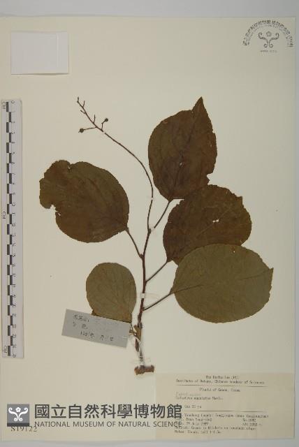 苦皮藤藏品圖，第1張