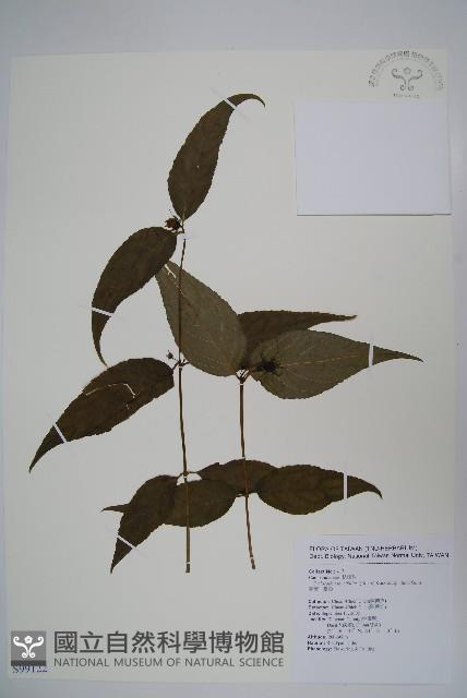 台灣土黨參藏品圖，第1張