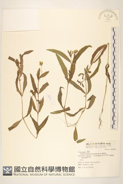 蟛蜞菊藏品圖，第1張