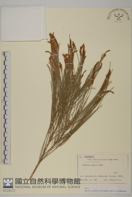 銀木麻黃藏品圖，第1張