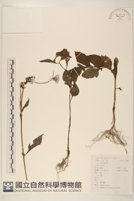 野茼蒿藏品圖，第1張