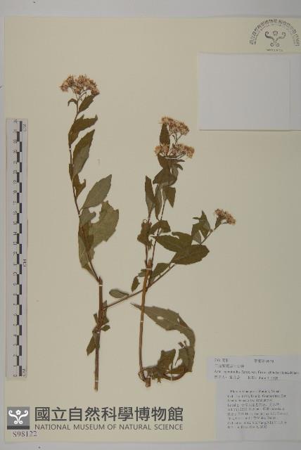 堅葉紫菀藏品圖，第1張