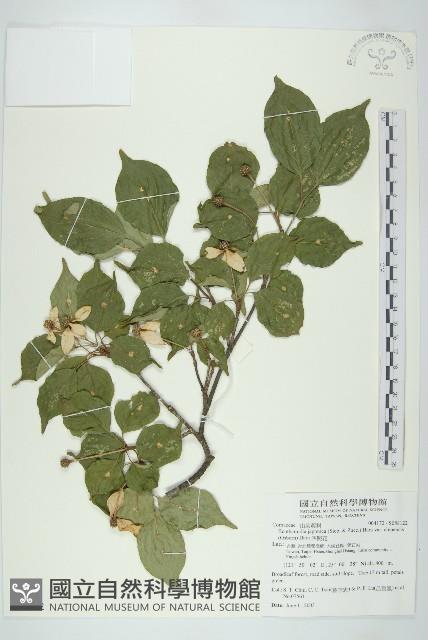 四照花藏品圖，第1張