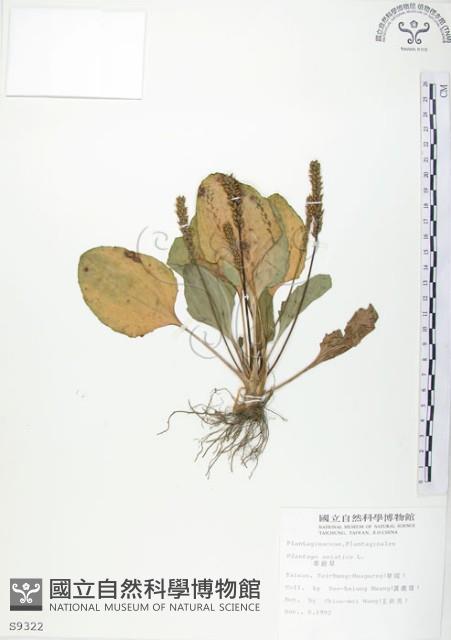 車前草藏品圖，第1張