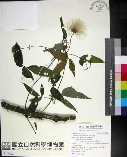 華中鐵線蓮藏品圖，第1張