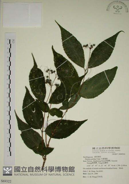 臺灣溲疏藏品圖，第1張