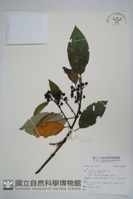 登錄號:S128322藏品圖，第1張