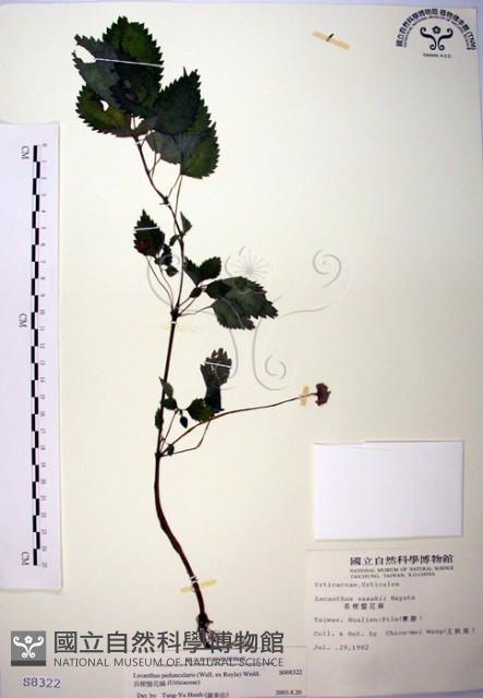 長梗盤花麻藏品圖，第1張