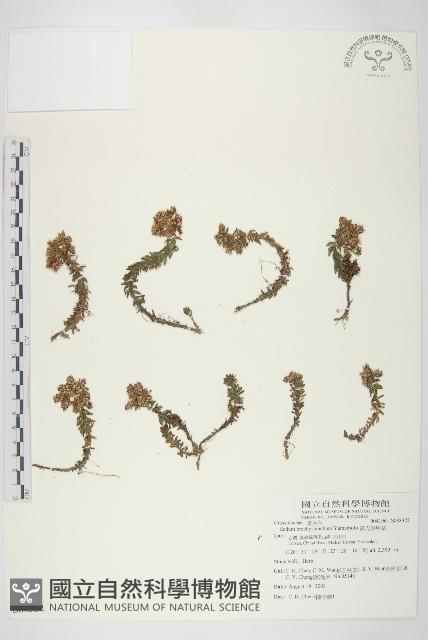 森氏佛甲草藏品圖，第1張