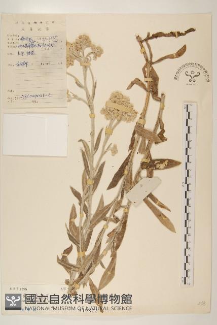 紅面番藏品圖，第1張