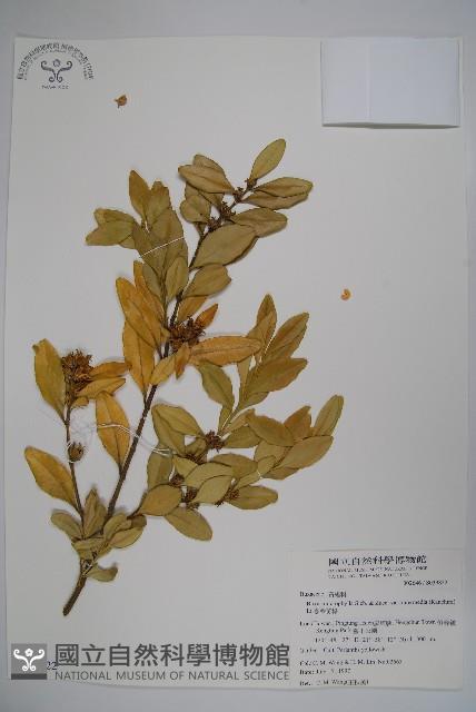 臺灣黃楊藏品圖，第1張