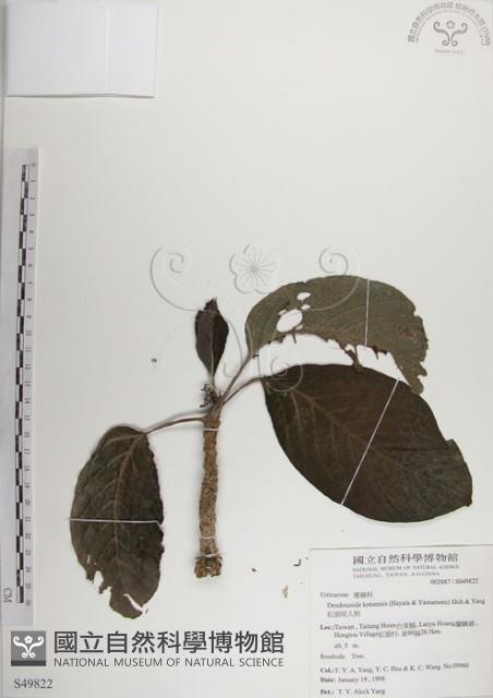 紅頭咬人狗藏品圖，第1張