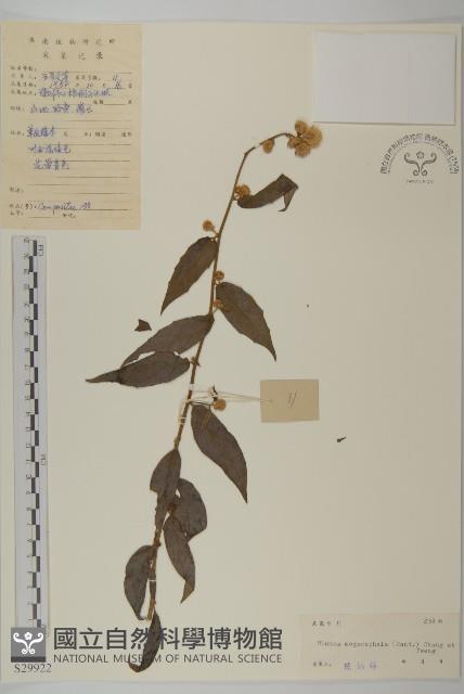 大頭艾納香藏品圖，第1張