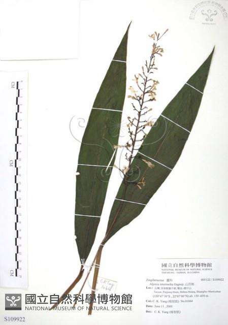 山月桃藏品圖，第1張