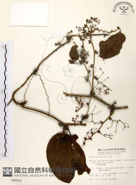 糙莖菝契藏品圖，第1張