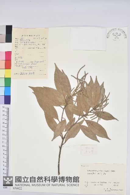 子彈石櫟藏品圖，第1張